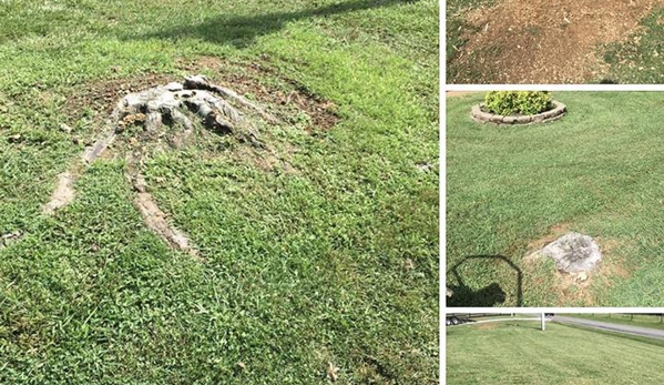 Eagle Stump Removal - Scottsville, KY