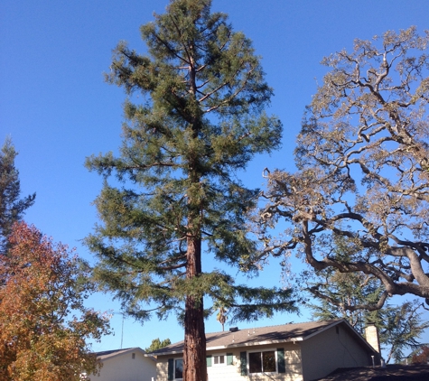 San Jose Tree Service - San Martin, CA