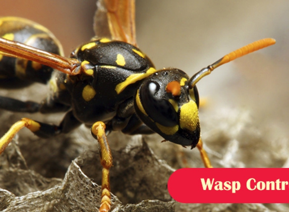 Port Phillip Pest Control. Wasp Control