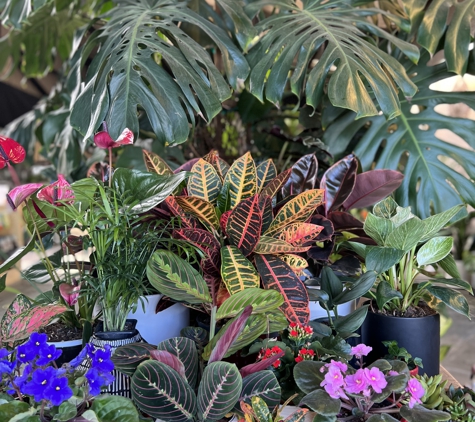 Evergreen Nursery Inc. - San Leandro, CA. Monstera