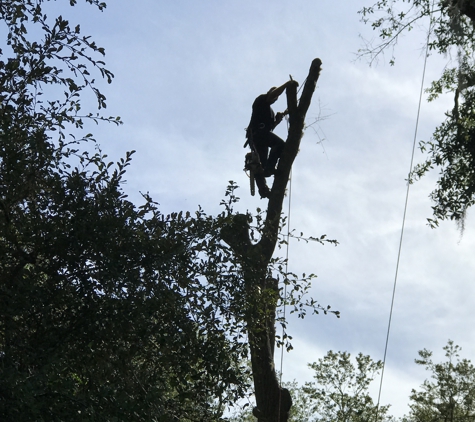 Dunkle's Tree Service - Jacksonville, FL