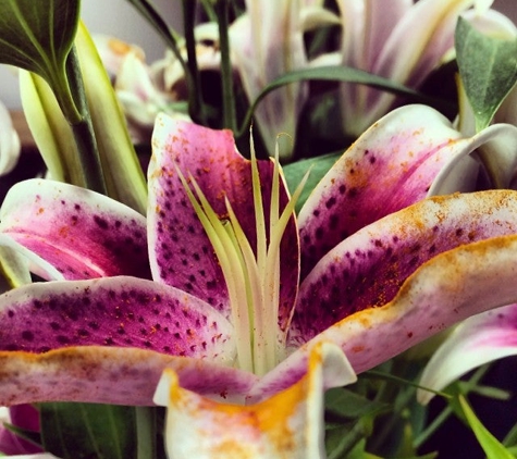 Bird of Paradise Flowers - Bristol, PA