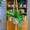 Paper Crane Botanicals gallery