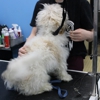 Pet Wash & Grooming Eastgate gallery