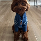 Dog Training Elite Greater Cleveland