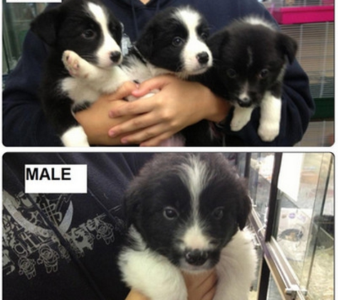 Select Pets Bicton - East Fremantle, WA