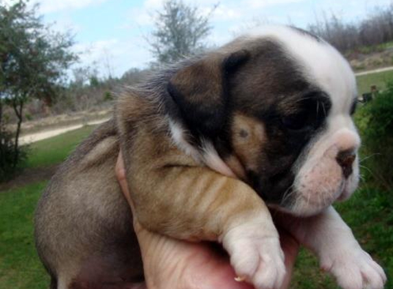 English Bulldog Puppies Online - Altha, FL