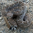 Sonoran Desert Reptiles