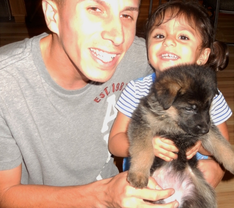 Florida German Shepherd Puppies - Orlando, FL