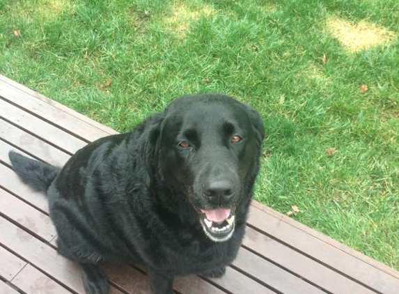 Foxy's Mobile Dog Wash And Grooming Services - Hawthorn, VIC. Happy dog!