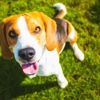 Veterinary Dermatology gallery