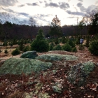 Sleighbell Christmas Tree Farm