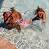 Meadowlake Pet Resort gallery