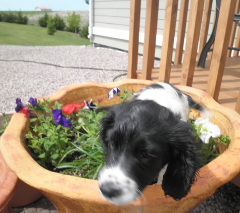 Lake Sharpe Kennels - Fort Pierre, SD