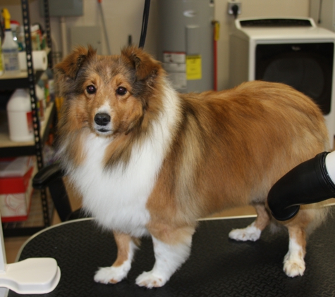 Sunshine Groomers - dog grooming - Cape Coral, FL