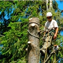 TDR Tree Services - Arborists
