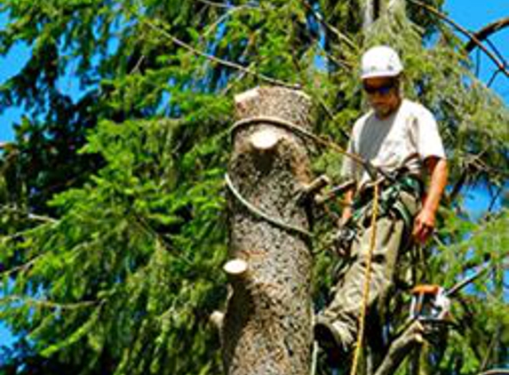 TDR Tree Services - Mesa, AZ