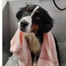Poodle Doodle Pet Grooming - Pet Grooming