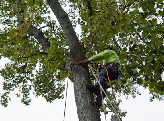 Southeastern Tree & Debris - Trussville, AL