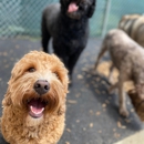 Digs Dog Care - Pet Grooming