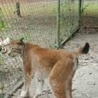 Bear Creek Feline Center