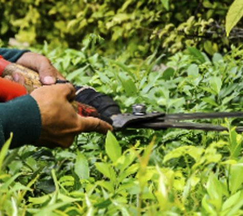 Tree Surgeon & Landscape Services - Ewa Beach, HI