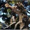 One Tripp Tree Service gallery