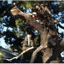 One Tripp Tree Service