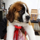 Pride & Groom - Pet Grooming