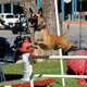 Albuquerque Sit Means Sit Dog Training