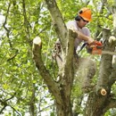 Eagle Tree Service - Tree Service