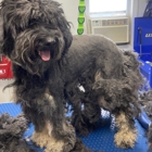 Springfield Side Kick Dog Training, Boarding, Daycare & Grooming