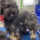 Springfield Side Kick Dog Training, Boarding, Daycare & Grooming
