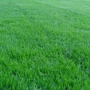 More Green For Less Green Lawn Care Inc.