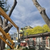 Stockyard Tree Service gallery