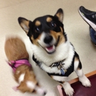 Aloha Animal Hospital
