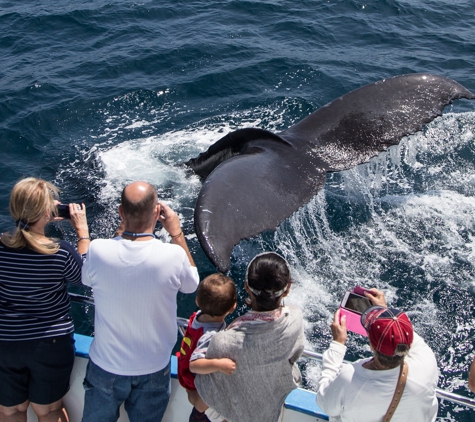 Davey's Locker Sport Fishing & Whale Watching - Newport Beach, CA