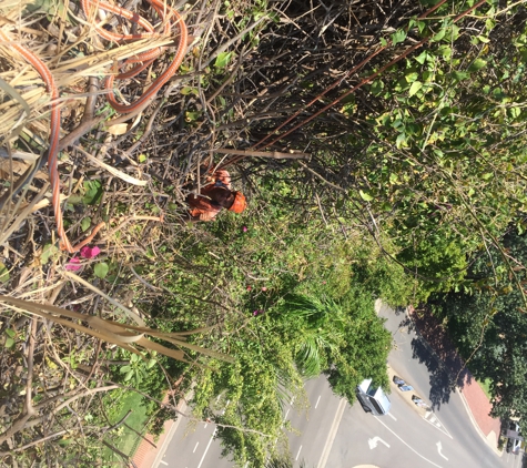 Skilled Tree Services Pty Ltd - Mundingburra, QLD