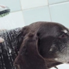 Ozburn Boarding and Grooming gallery