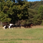 New Hope Stables And Campgrounds