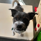Pet Dynasty: Boarding Daycare Grooming & Training Academy