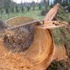 Environmental Tree Care Inc. gallery