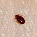 StrongArm Pest Control - Pest Control Services