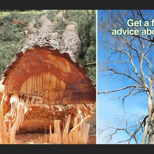 Woodstock Tree and Stump Removal - Coldstream, VIC. Tree Felling