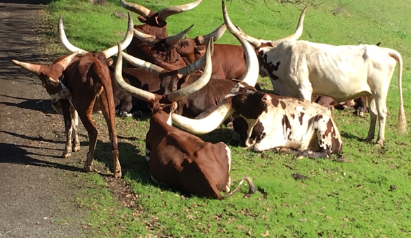 Safari West - Santa Rosa, CA. Roaming Buffalo on the range