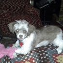 Pretty Paws Pet Stylist - Pet Grooming