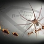 Brown Reclusinator & Bed Buginator Pest-Termite-Wildlife Control