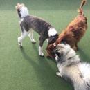 Barking Lot Doggy Daycare and Resort - Dog Day Care