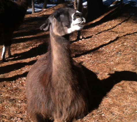 Winslow Farm Animal Sanctuary - Norton, MA