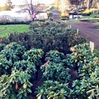 Bear Creek Nursery Rhododendrons